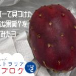 【サボテンの実】