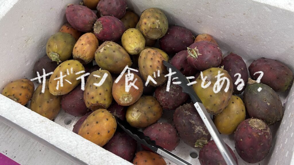 サボテンの実はどんな味？実際に食べた感想と食べ方・注意点を紹介