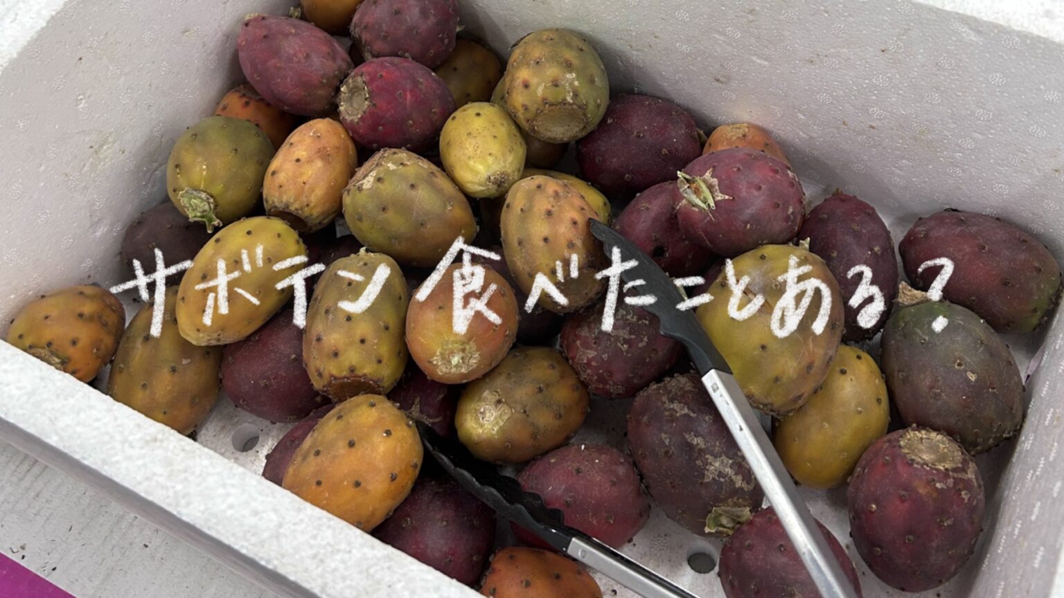 サボテンの実はどんな味？実際に食べた感想と食べ方・注意点を紹介